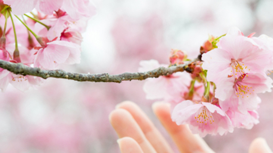 入園・入学、卒園・卒業のお祝い