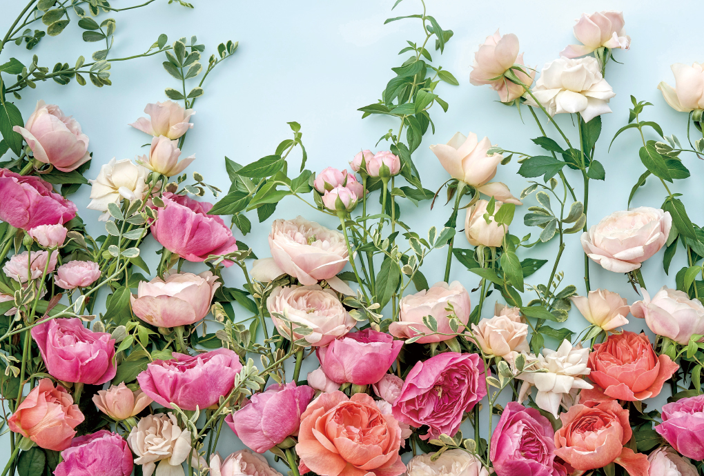 Affection～愛情～